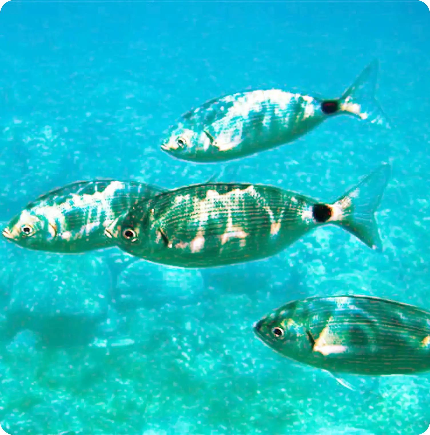 Mediterranean fish https://coast2coast.gr/wp-content/uploads/2026/03/Mediterranean-fish.webp