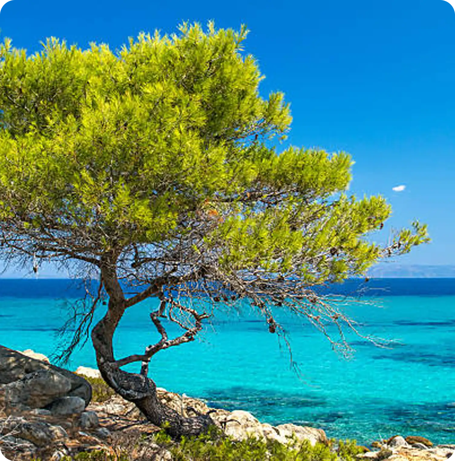 Pine forests https://coast2coast.gr/wp-content/uploads/2026/03/Pine-forests.webp