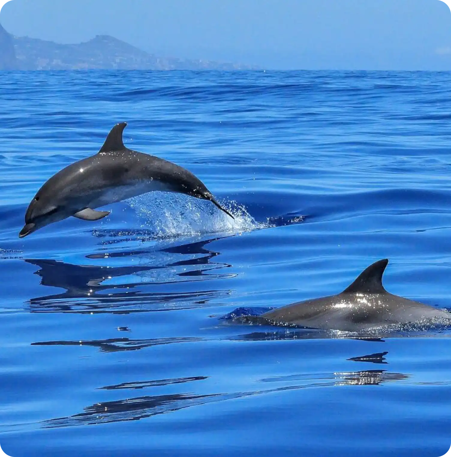 dolphins https://coast2coast.gr/wp-content/uploads/2026/03/dolphins.webp
