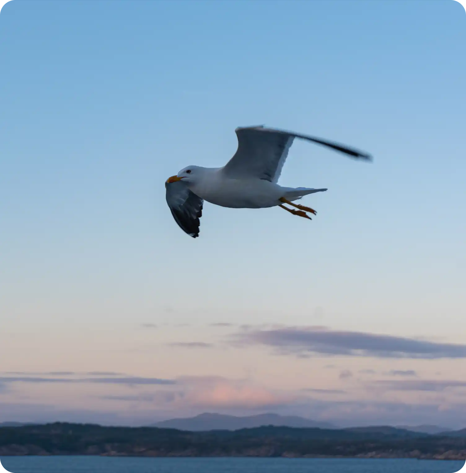 seabirds https://coast2coast.gr/wp-content/uploads/2026/03/seabirds.webp